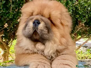 Chow Chow cani Chow Chow Cucciole femmine nero e rosso - Annuncio 1