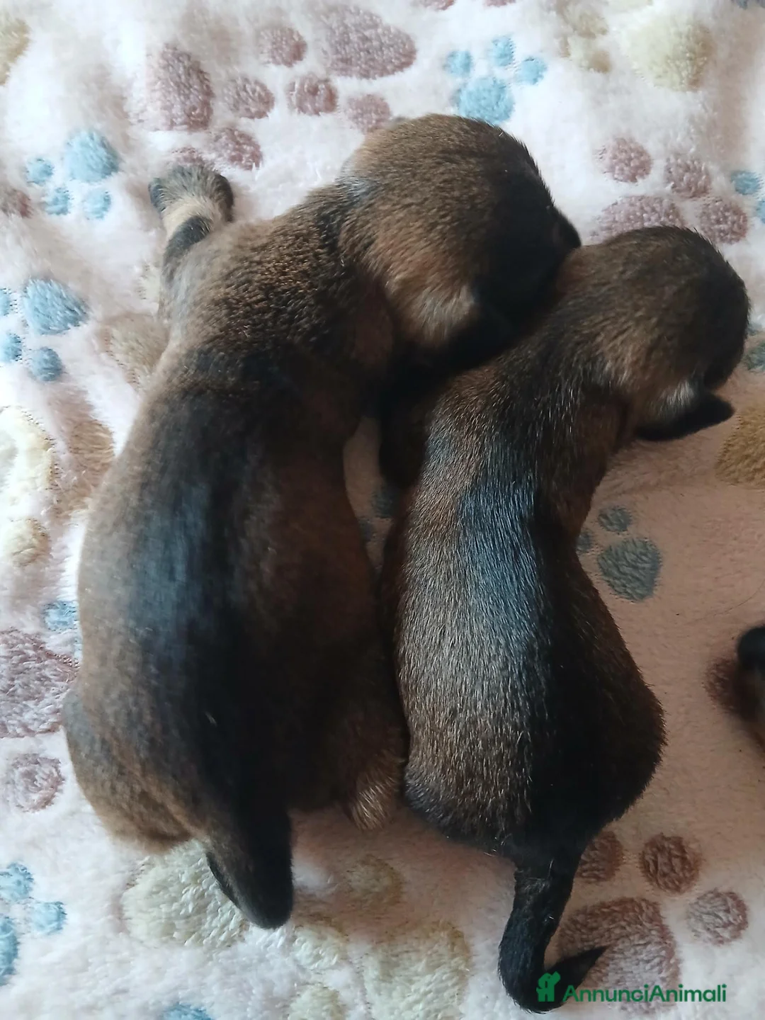 Bassotto cani in vendita: CUCCIOLI DI BASSOTTO A PELO DURO  - Annuncio 3