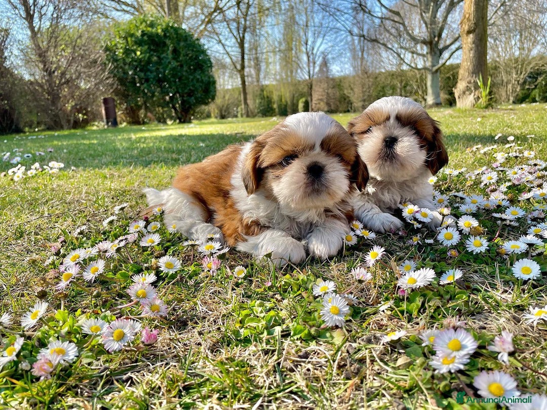 Shih Tzu cani in vendita: Piccoli cuccioli Shihtzu con Pedigree ENCI a Città metropolitana di Roma Capitale - Annuncio 3