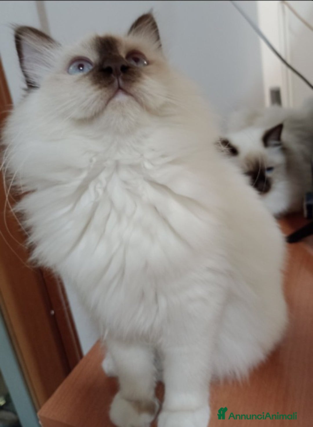 Sacro di Birmania gatti in vendita: Cucciole Sacro di Birmania  - Annuncio 2