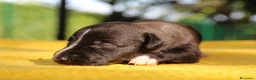 Whippet cani in vendita: Cuccioli di whippet  - Annuncio 9
