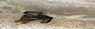 Rottweiler 1