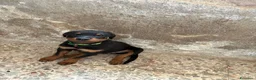 Rottweiler cani in vendita: Piro Roberto  a Provincia di Cosenza - Annuncio 2
