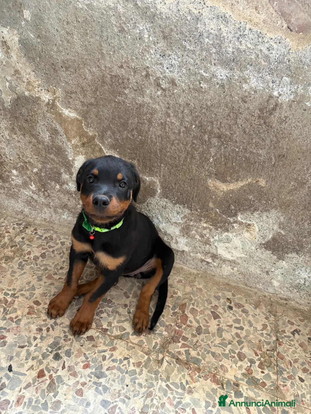 Rottweiler cani in vendita: Piro Roberto  a Provincia di Cosenza - Annuncio 2