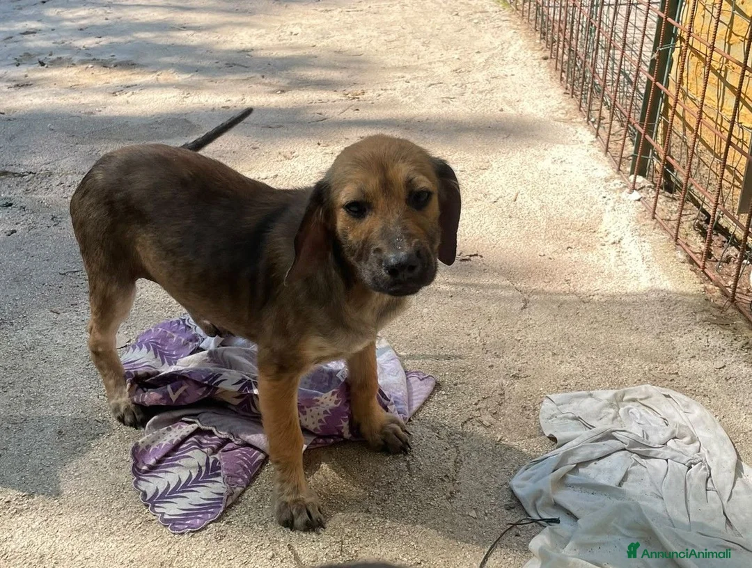 Meticcio cani in regalo: PICCOLA CUCCIOLA DA AMARE - Annuncio 2