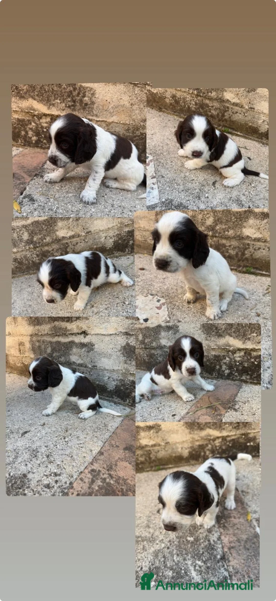 Springer Spaniel Inglese cani in vendita: Cuccioli di English Springer Spaniel  a Provincia di Salerno - Annuncio 2