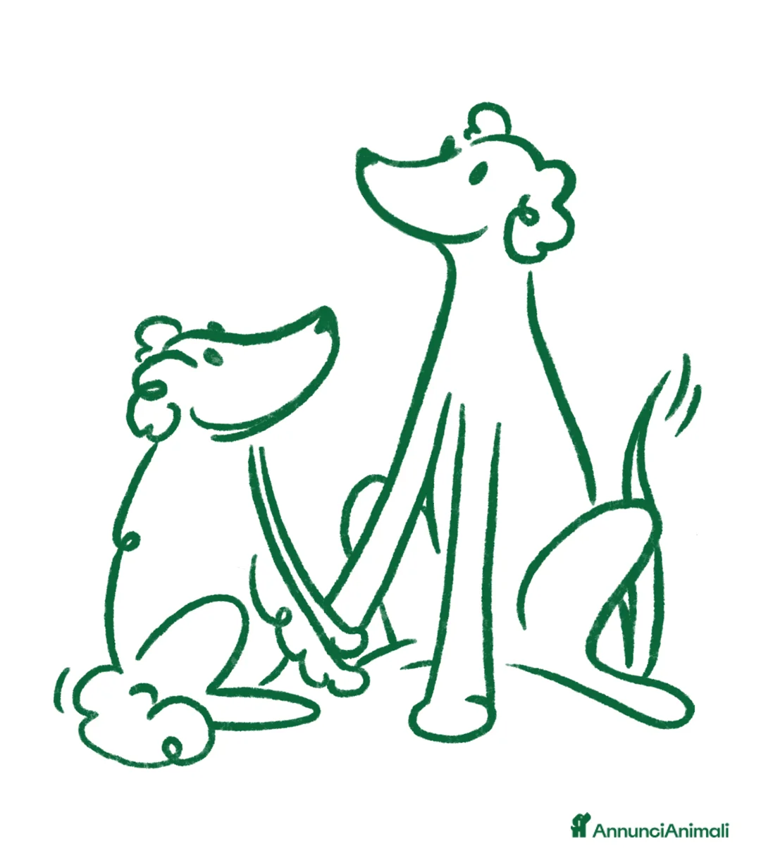 Pastore Belga cani in vendita: Cuccioli di pastore belga  - Annuncio 2