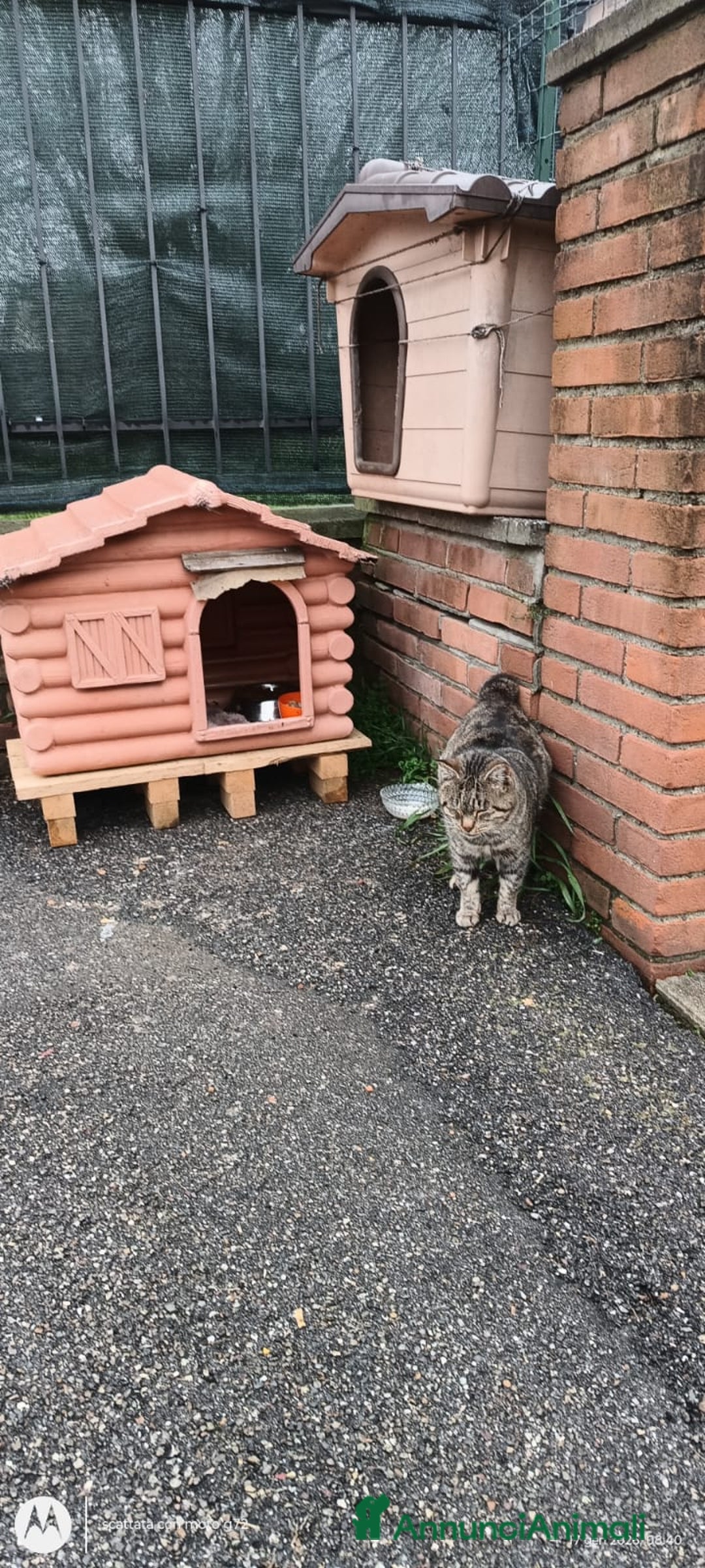 Meticcio gatti in regalo: ADOZ.del cuore:anziano,senza denti,buono,abbando. - Annuncio 2