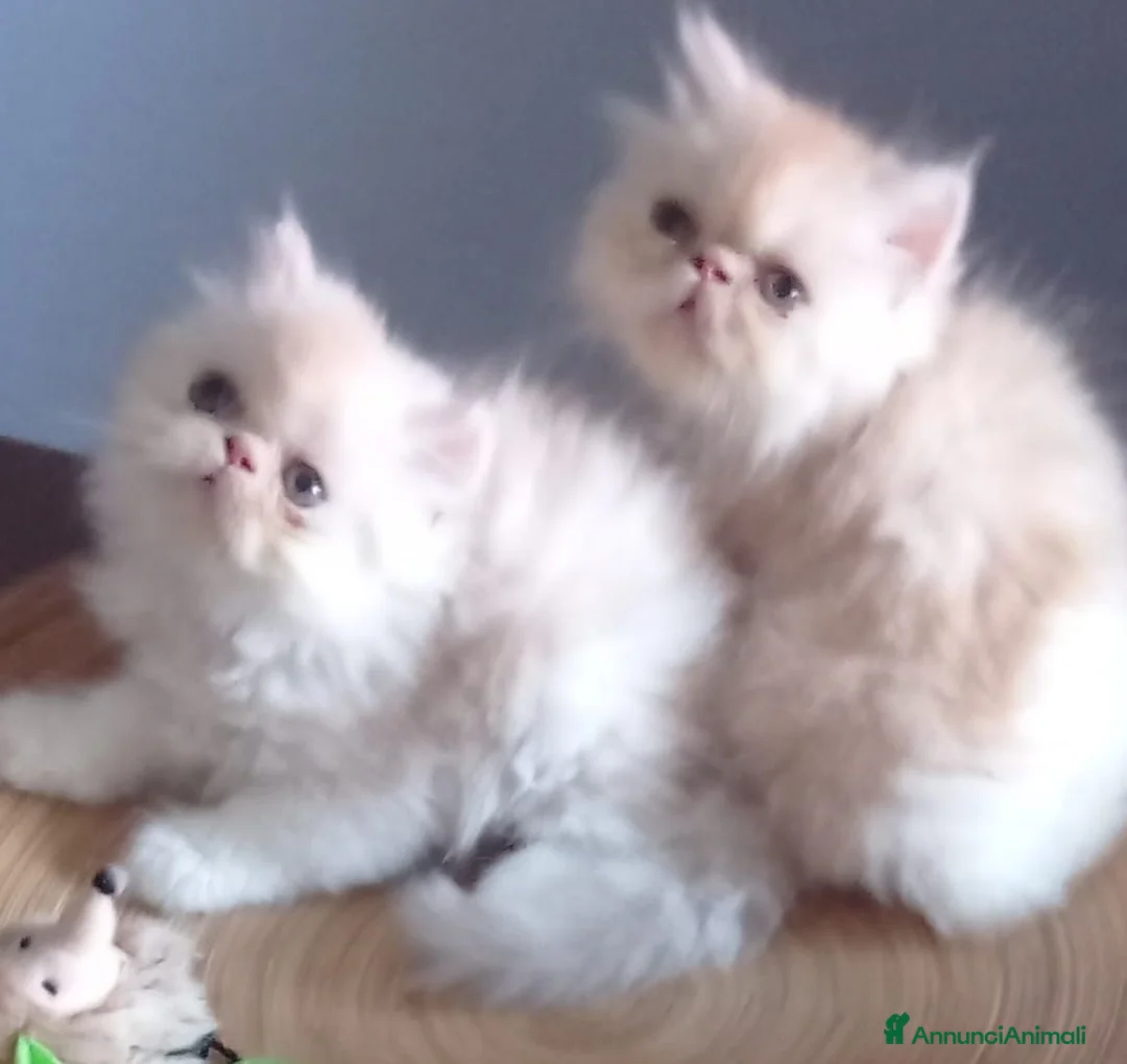 Persiano gatti in vendita: Cuccioli di Persiano  - Annuncio 4