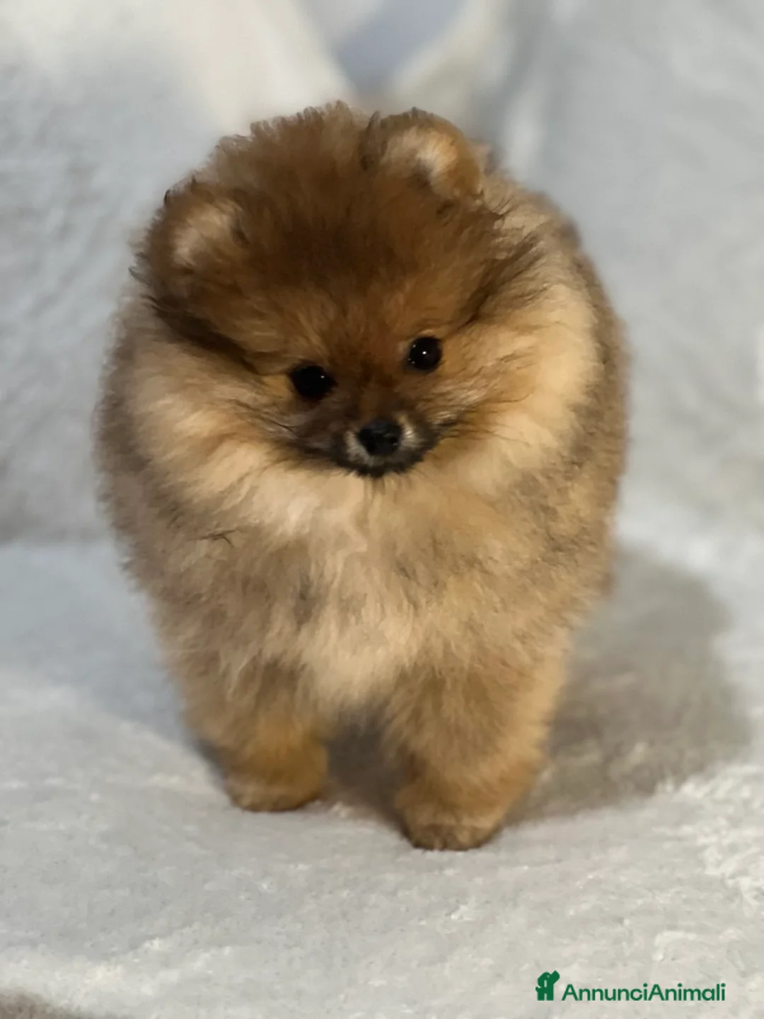 Spitz cani in vendita: Vendesi cucciolo di Pomerania femmina. - Annuncio 3
