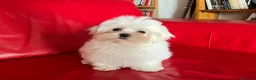 Maltese cani in vendita: Cucciolo di maltese con pedigree ENCI  - Annuncio 2