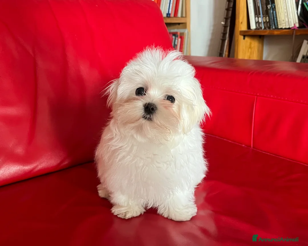 Maltese cani in vendita: Cucciolo di maltese con pedigree ENCI  - Annuncio 2