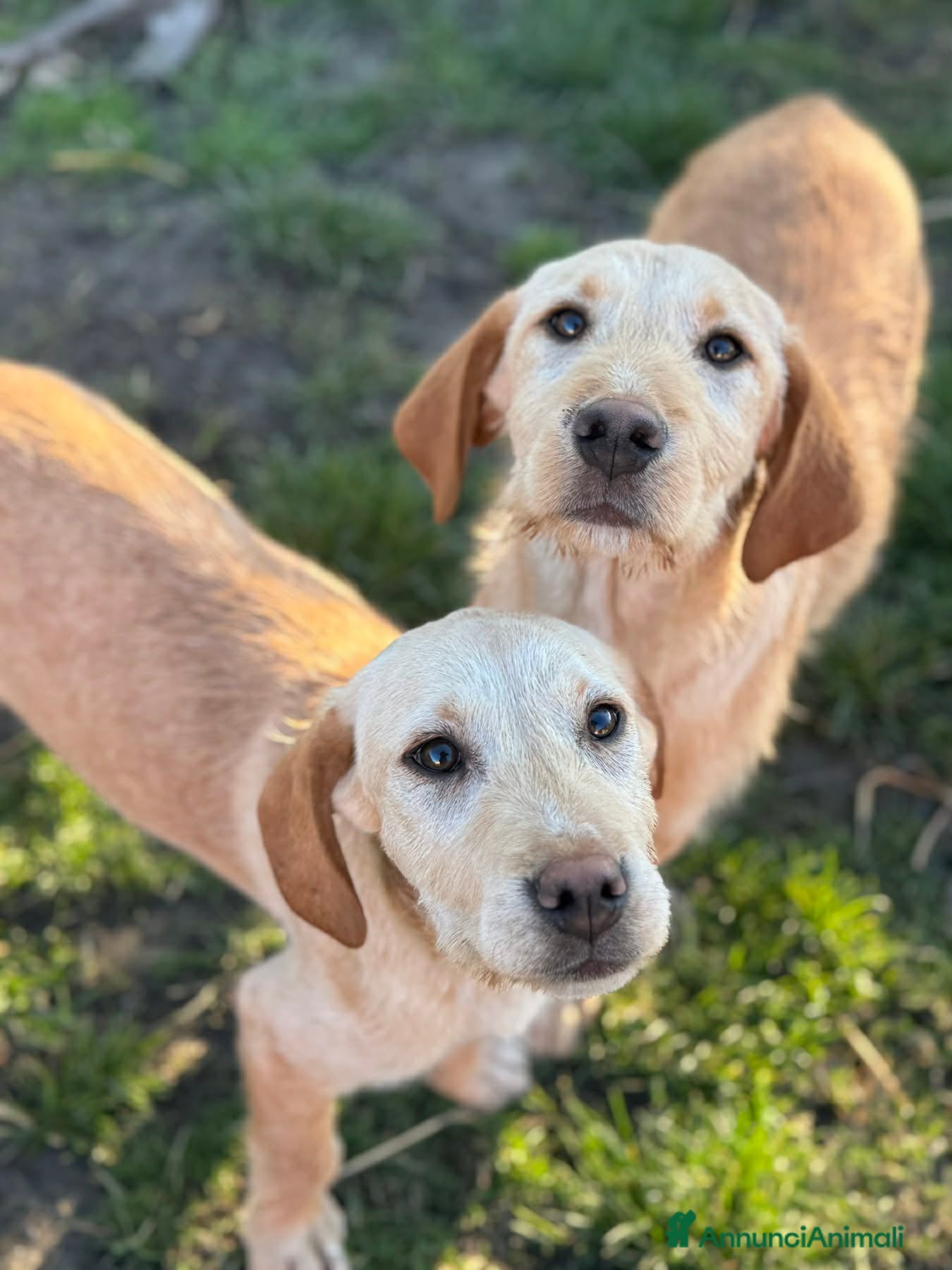 Labrador cani in regalo: KIRA e KALA, cucciolone mix LABRADOR! Dolcissime - Annuncio 1