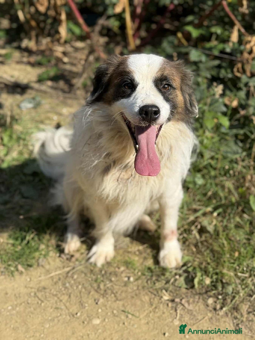 Meticcio cani in regalo: FLOCKY, in canile si dispera! Cerca famiglia - Annuncio 4