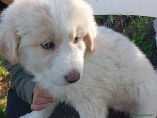 Pastore Maremmano cani Dolcissimi orsetti 2 mesi tg grande - Annuncio 4