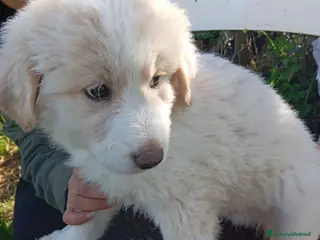 Pastore Maremmano cani Dolcissimi orsetti 2 mesi tg grande - Annuncio 5