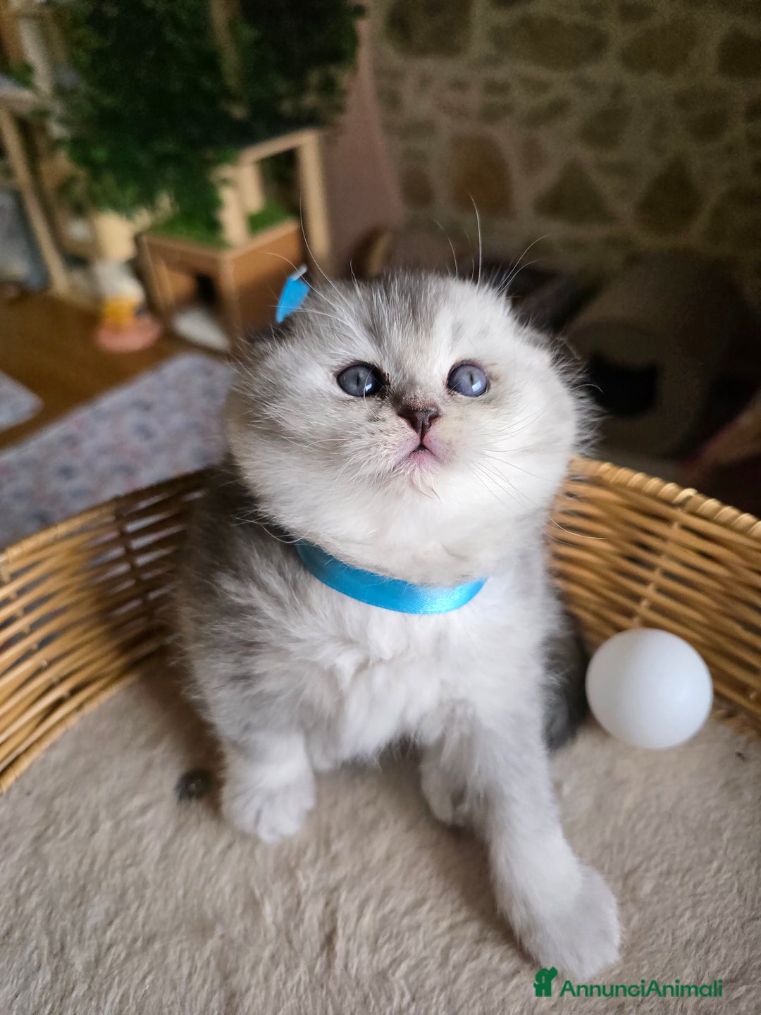 Scottish gatti in vendita: Gattini Scottish fold e straight silver shaded - Annuncio 19
