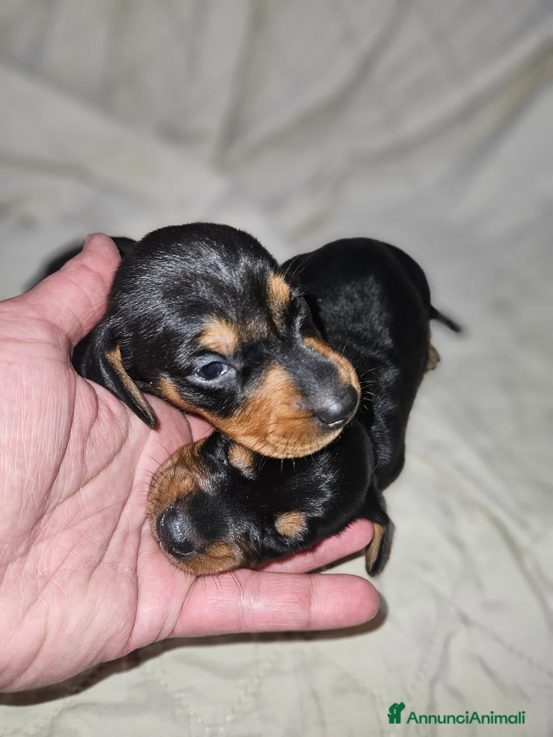 Bassotto cani in vendita: Bassotto kaninchen nero focato  a Città metropolitana di Milano - Annuncio 4