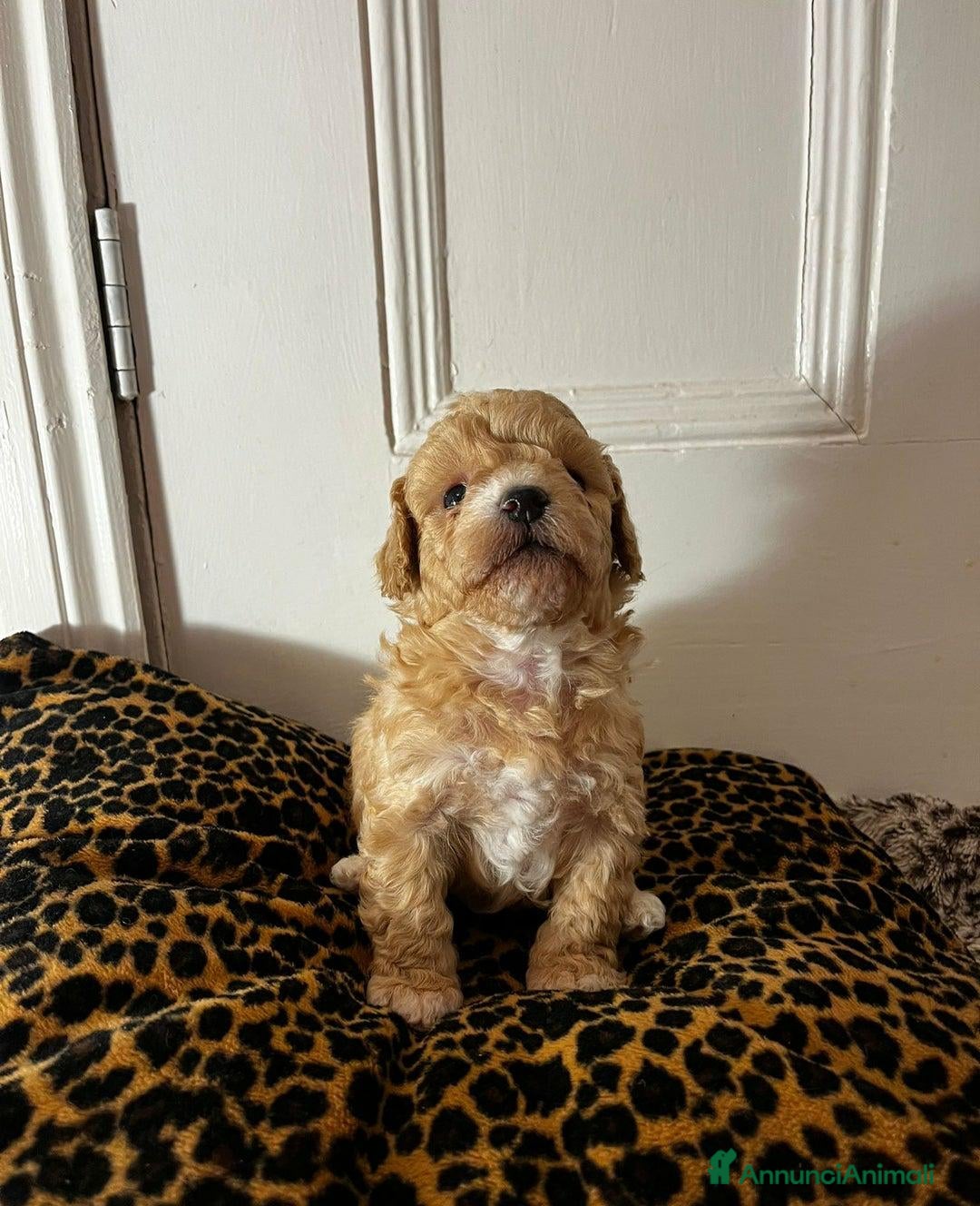 Meticcio cani in vendita: Adorabili cuccioli di Maltipoo - Annuncio 3