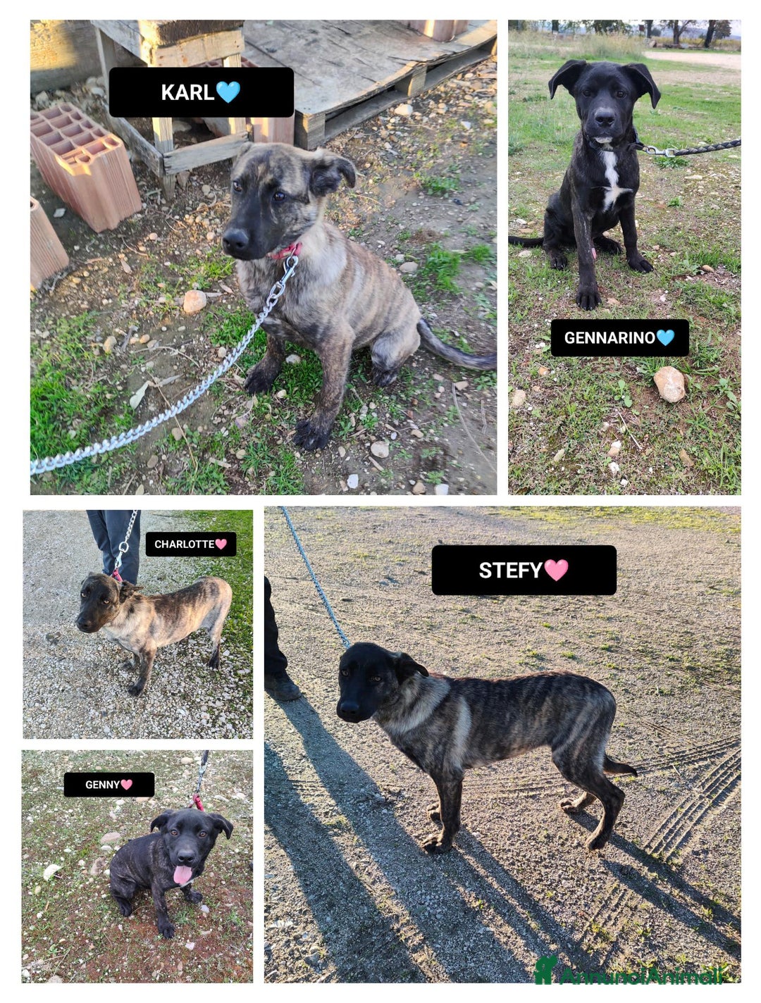 Altre razze cani in regalo: KARL, CHARLOTTE, GENNY E GENNARINO, - Annuncio 1