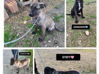 Altre razze cani KARL, CHARLOTTE, GENNY E GENNARINO, - Annuncio 29