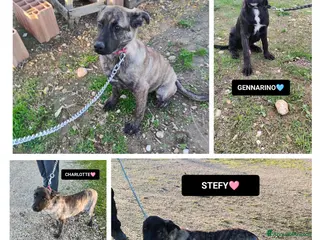 Altre razze cani KARL, CHARLOTTE, GENNY E GENNARINO, - Annuncio 33