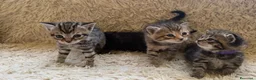 Maine Coon gatti in vendita: Adorabili Gattini F/M - Annuncio 11