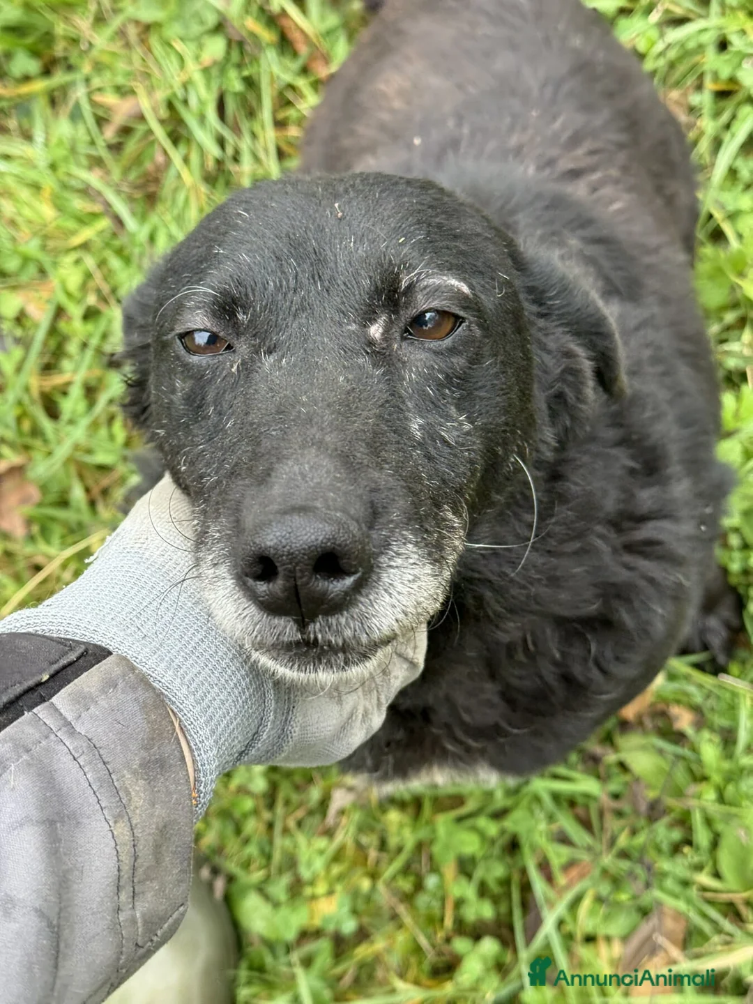 Meticcio cani in regalo: KEOPE, dolcezza infinita ma invisibile. - Annuncio 2
