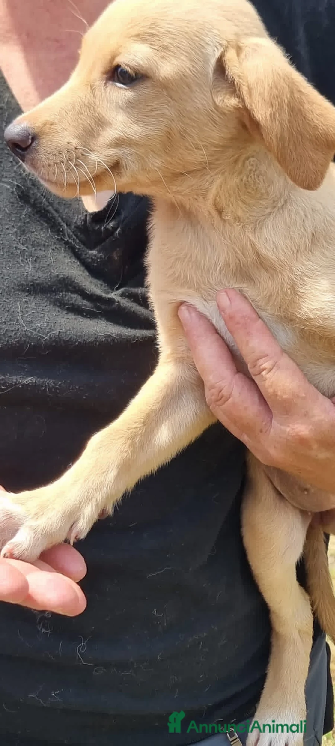 Meticcio cani in regalo: BUDINO 💙 - dolcissimo mix Labrador cerca casa - Annuncio 7