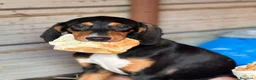 Meticcio cani in regalo: 4 CUCCIOLI simpaticissimi e coccoloni in canile! - Annuncio 11