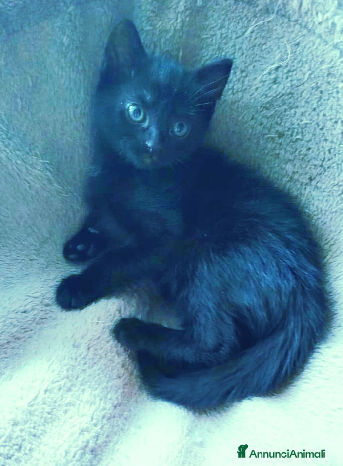 Altre razze gatti Gattini  - Annuncio 12