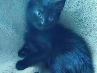 Altre razze gatti Gattini - Annuncio 12