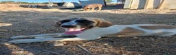 Meticcio cani in regalo: Aslan - Annuncio 7