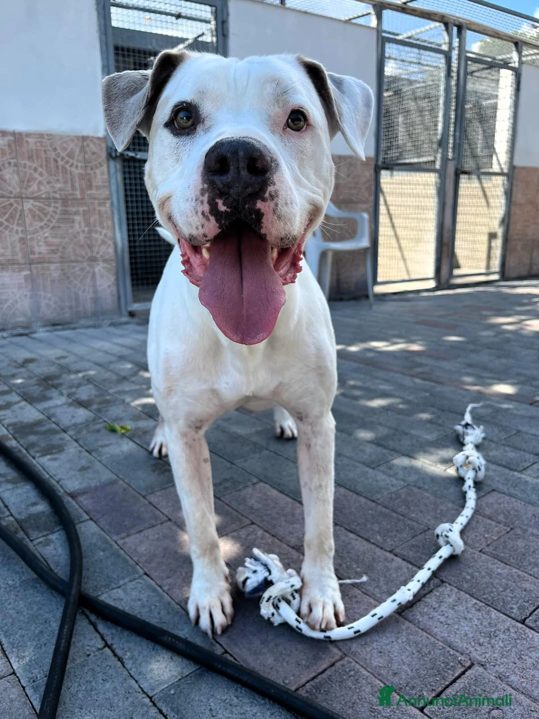 Meticcio cani in regalo: MAMBO BELLISSIMO PIT - Annuncio 3