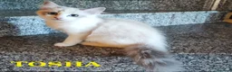 Ragdoll gatti in vendita: Ultimi cuccioli di Razza Ragdoll disponibili - Annuncio 2