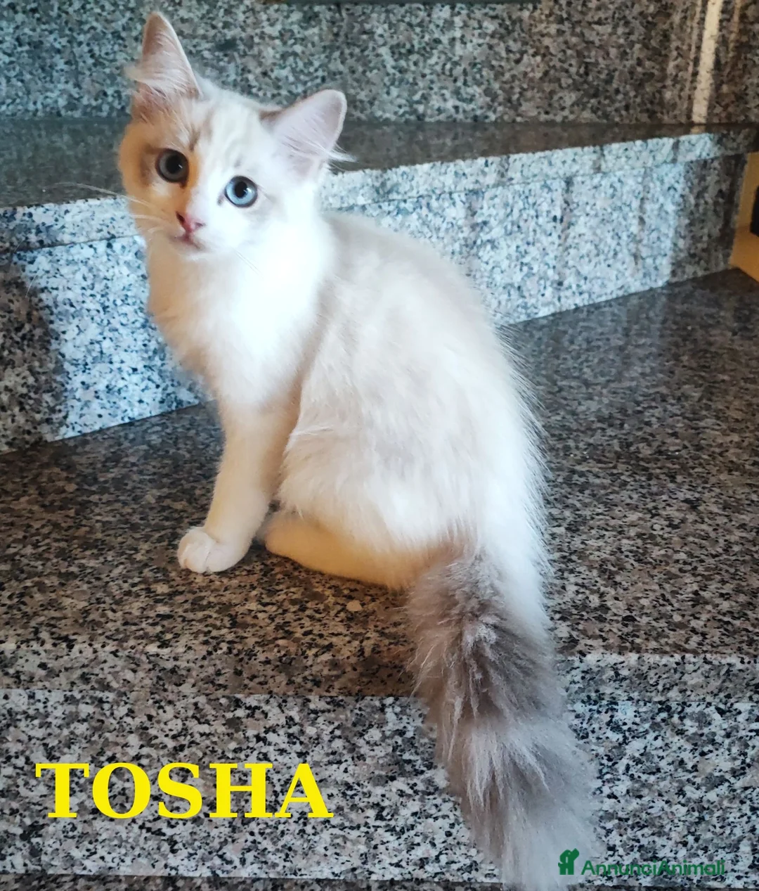 Ragdoll gatti in vendita: Ultimi cuccioli di Razza Ragdoll disponibili - Annuncio 2