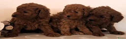 Barboncino Toy cani in vendita: Barboncino Toy Red - Annuncio 6