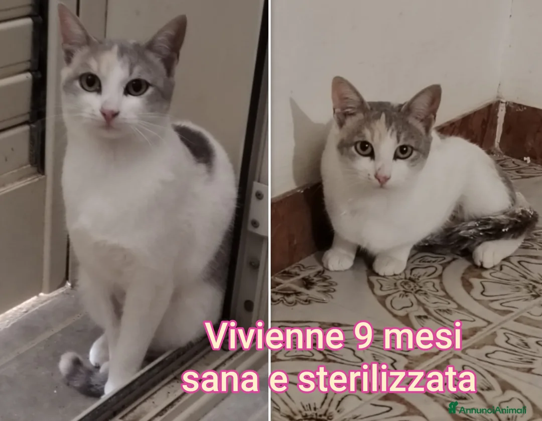 Altre razze gatti in regalo: GATTINI ADORABILI IN CERCA DI FAMIGLIA  - Annuncio 6