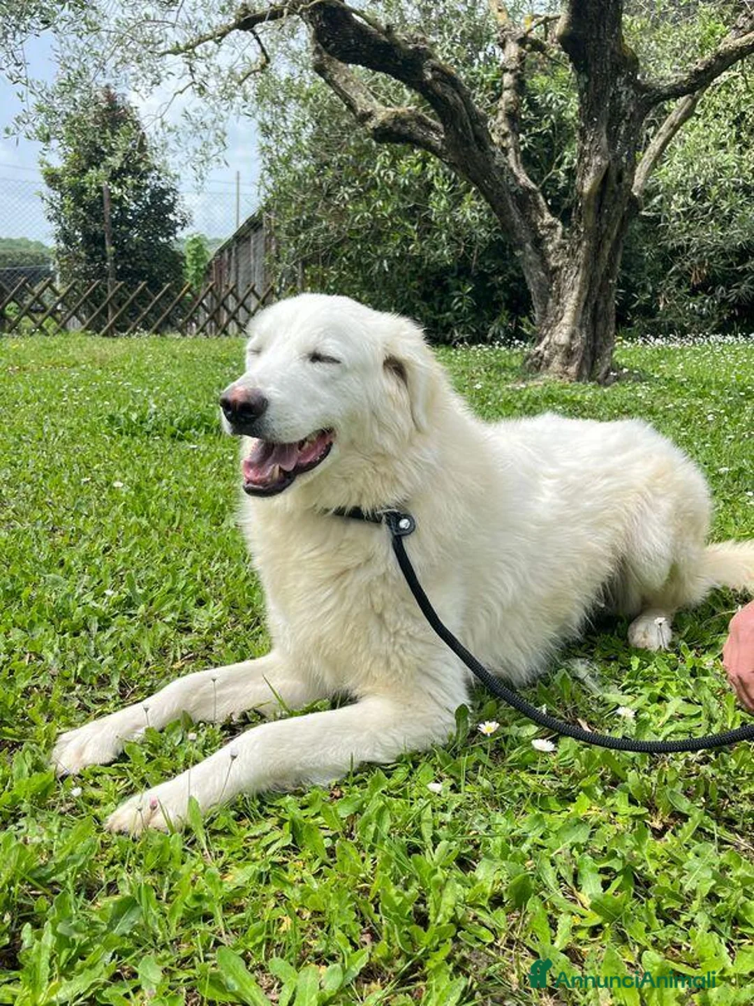 Meticcio cani in regalo: IL BELLISSIMO TIMOTHY HA BISOGNO DI UNA FAMIGLIA - Annuncio 4