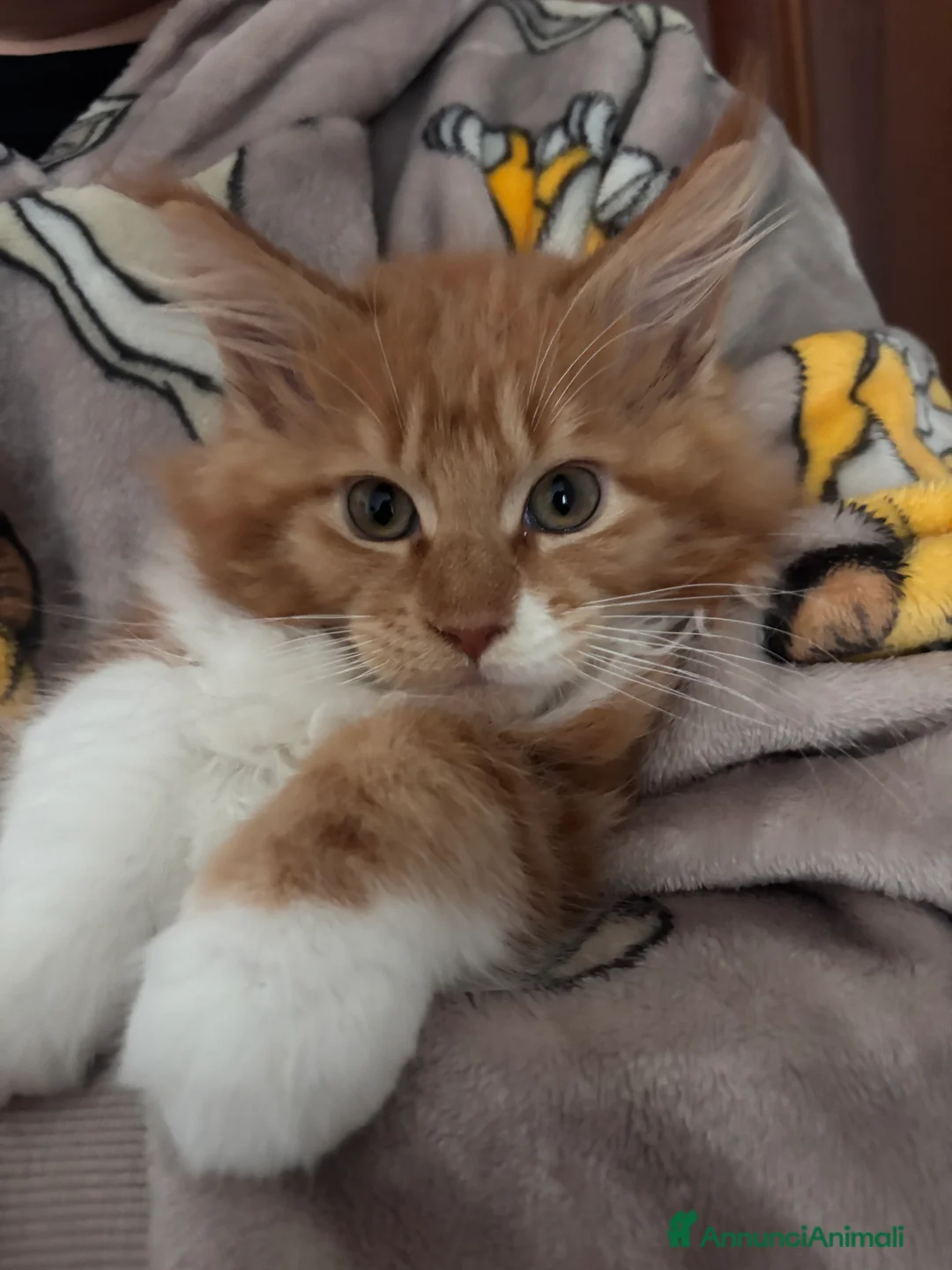 Maine Coon gatti in vendita: Ultimo cucciolo Maine coon disponibile  - Annuncio 6