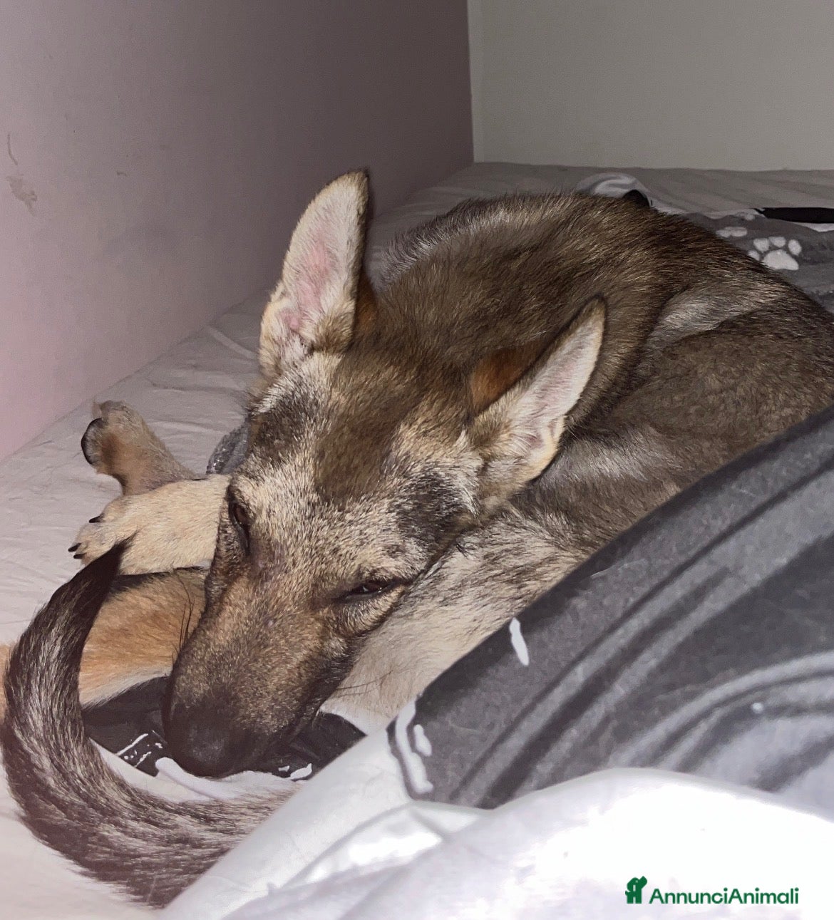 Lupo Cecoslovacco cani Cane lupo cecoslovacco  - Annuncio 33