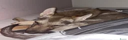 Lupo Cecoslovacco cani in vendita: Cane lupo cecoslovacco  - Annuncio 1