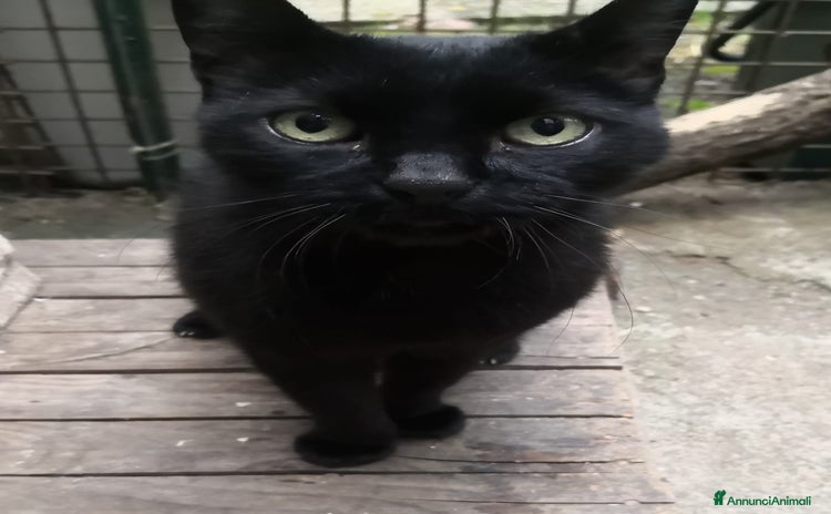 Altre razze gatti a Provincia di Varese - Annuncio 9