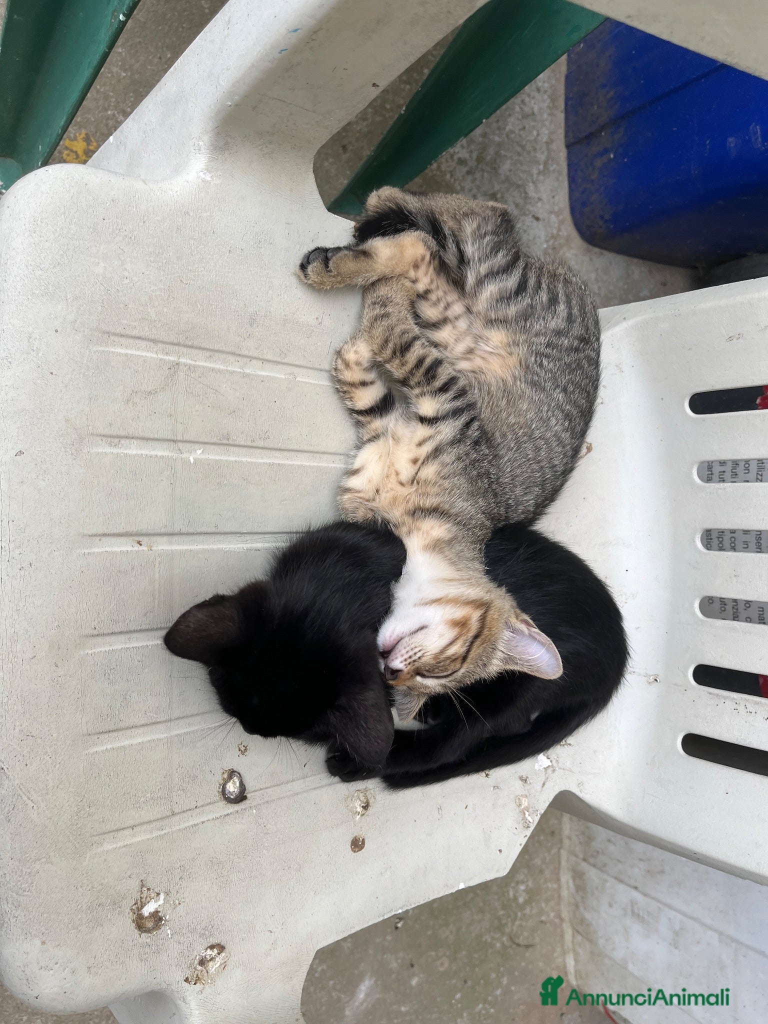 Altre razze gatti Gattini - Annuncio 1