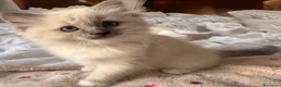 Ragdoll gatti in vendita: Ragdoll - Annuncio 2
