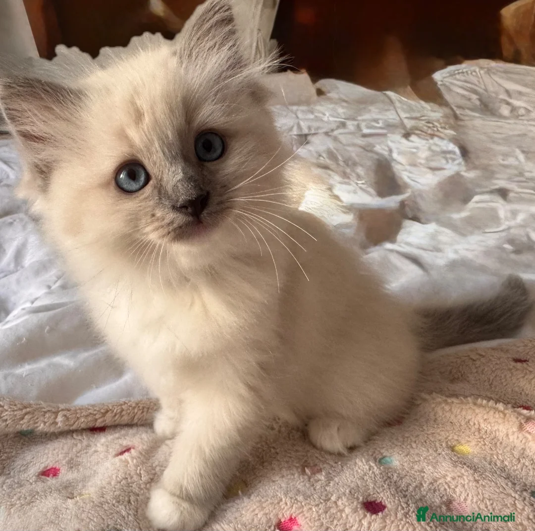 Ragdoll gatti in vendita: Ragdoll - Annuncio 2