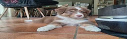 Australian Shepherd cani in vendita: pastore australiano  - Annuncio 2