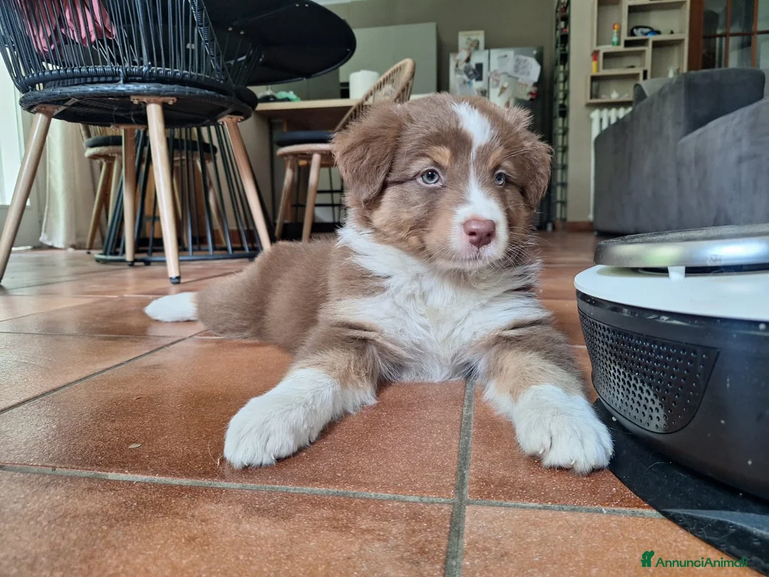 Australian Shepherd cani in vendita: pastore australiano  - Annuncio 2