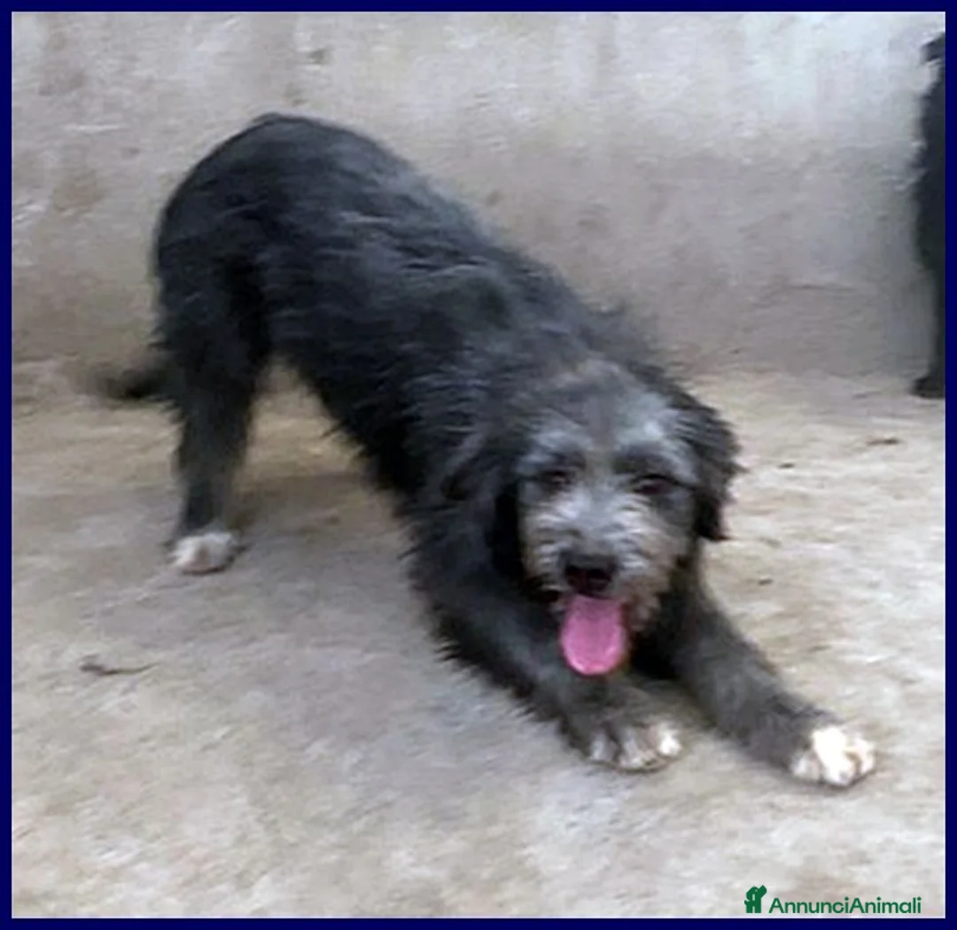 Meticcio cani in regalo: LAGUNA giovane aspetta la sua famiglia - Annuncio 1