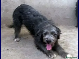 Meticcio cani LAGUNA giovane aspetta la sua famiglia - Annuncio 3